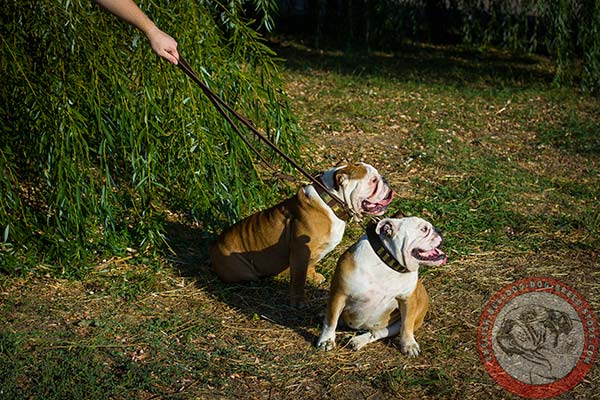 English Bulldog leather leash with corrosion resistant brass plated hardware for any activity