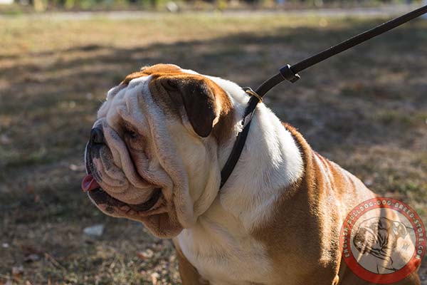 English Bulldog leather leash with rust-free brass plated hardware for perfect control