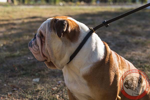 English Bulldog leather leash with non-corrosive brass plated hardware for walking