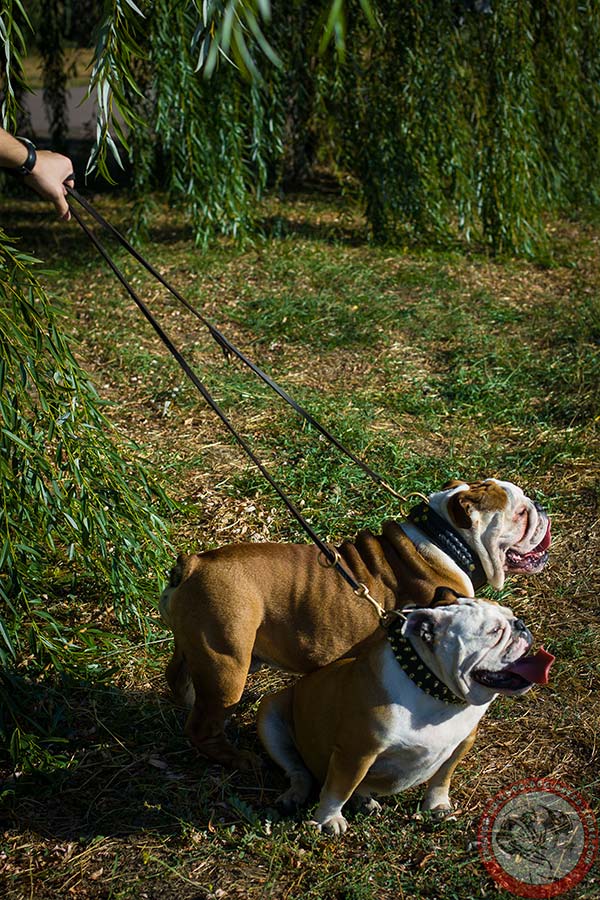 English Bulldog leather leash with non-corrosive brass plated hardware for professional use