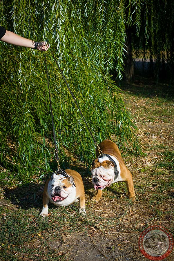 English Bulldog leather leash with rust-proof hardware for professional use