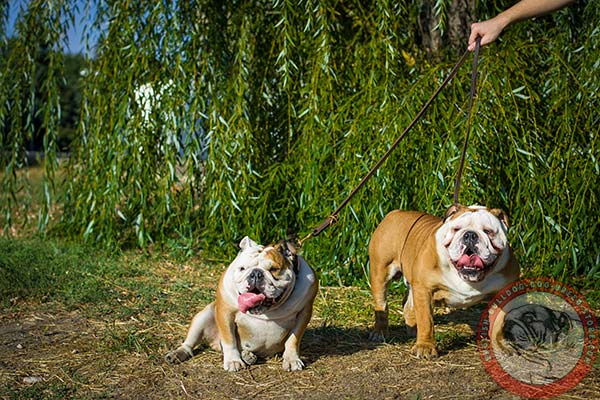 English Bulldog leather leash with rust-free hardware for perfect control