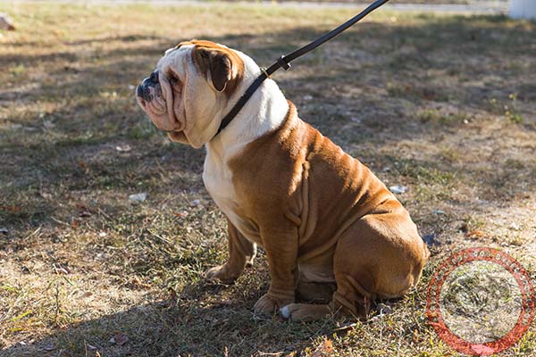 English Bulldog leather leash with corrosion resistant brass plated hardware for walking