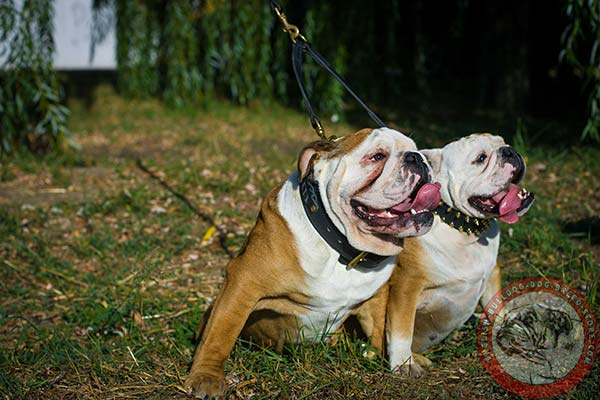 English Bulldog leather leash with rust-resistant brass plated hardware for daily walks