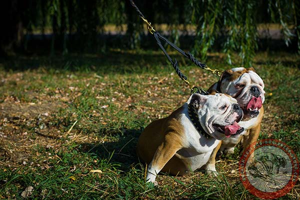 English Bulldog leather leash with non-corrosive brass plated hardware for daily walks