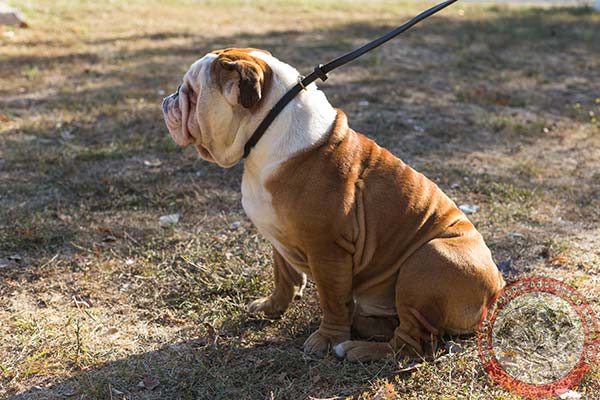 English Bulldog leather leash with reliable hardware for professional use