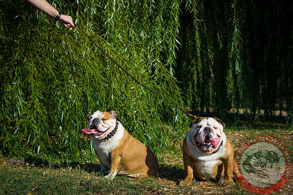 English Bulldog leather leash of classy design with brass plated hardware for daily activity