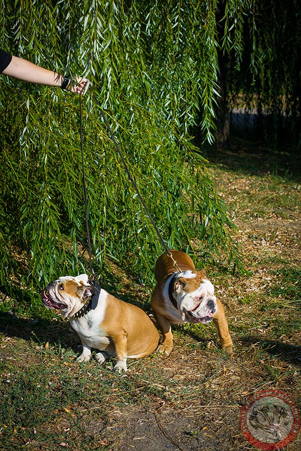 English Bulldog leather leash with non-corrosive hardware for any activity