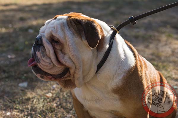 English Bulldog leather leash with rust-resistant hardware for basic training