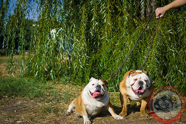 English Bulldog leather leash with strong brass plated hardware for basic training