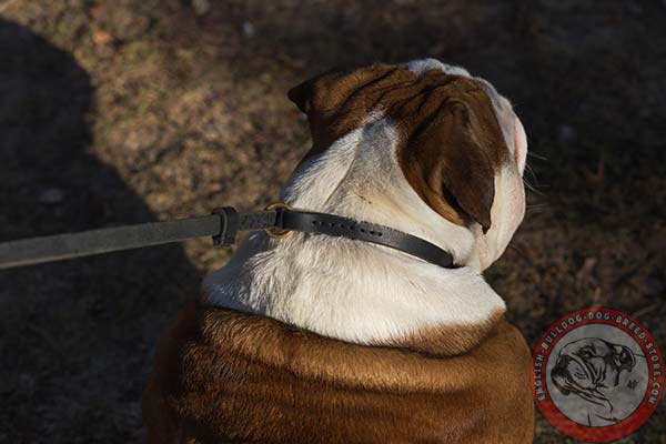 English Bulldog leather leash with reliable hardware for basic training