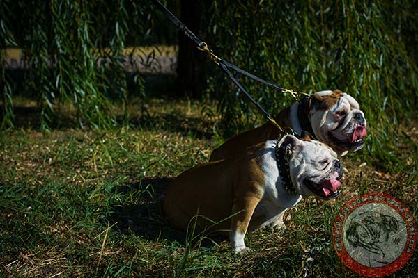 English Bulldog leather leash with rust-free brass plated hardware for walking