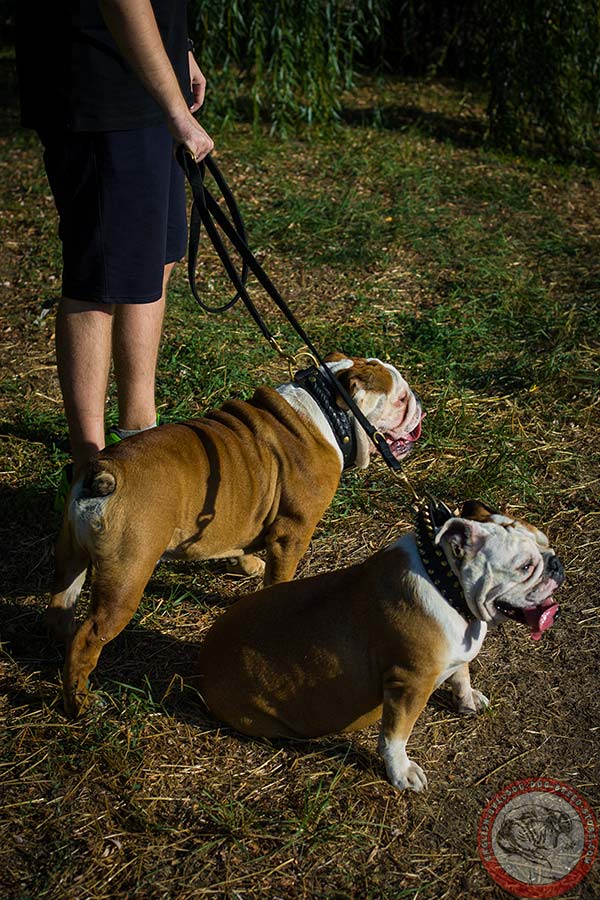 English Bulldog nylon leash with durable hardware for quality control