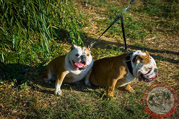 English Bulldog nylon leash with rust-resistant hardware for walking