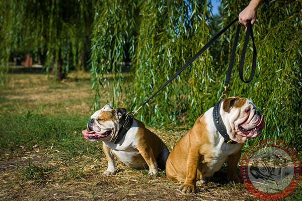 English Bulldog nylon leash of classic design with brass plated hardware for basic training