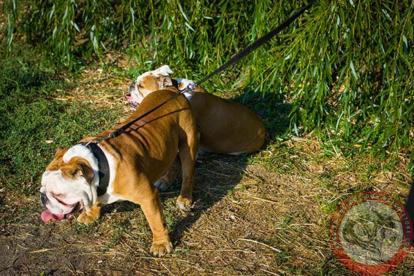 English Bulldog nylon leash with rust-free hardware for quality control