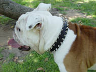 black spiked dog collar for english bulldog