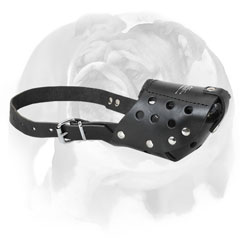 English Bulldog professional leather muzzle