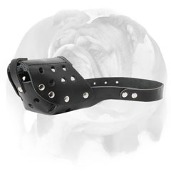 Walking English Bulldog leather muzzle