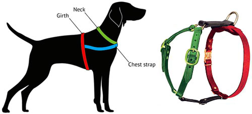 how to measure dog harness