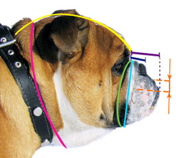 How to measure your dog for good fit muzzle