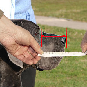 Make correct measurements of your English Bulldog