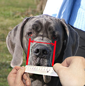 Make sure you measure your English Bulldog correctly