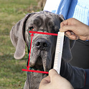 Make measurements of your English Bulldog attentively