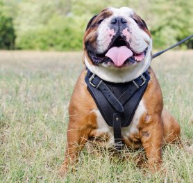 English Bulldog - To Choose Or Not To Choose?