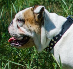 Tips Concerning Your English Bulldog